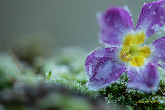 Photo Primula givrée